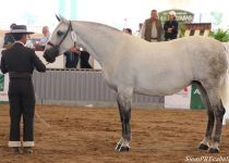 W CALIDAD PLC DE ROBERTO MOLL, ORO EN YEGUAS ADULTAS Y SUBCAMPEONA DE MEXICO